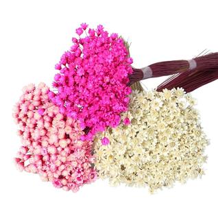 3 Sempre Vivas Rosa, Branca e Pink I Flores Desidratadas