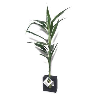 Bambu da Sorte com Vaso em Vidro e Suporte Preto - Plantas Decorativas