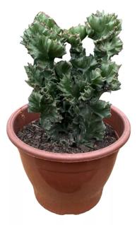 Cacto monstro ( Sereia verde) grande pote 19