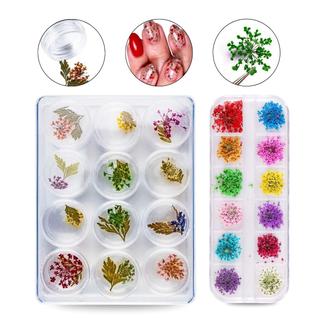 Kit 24 Flores Secas Decoração Encapsulamento Unhas Nail Art Unhas Decoradas Nail Designer 