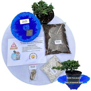 Kit Bonsai Faça Você Mesmo Com Uma Muda De Tuia Jacaré - Vaso Artesanal Azul