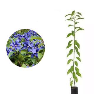 Muda de Pau D'alho (planta Com Propriedades Medicinais) Altura de 0,40 cm a 0,80 cm