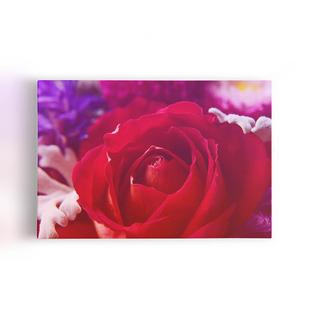 Quadro Rosa Tons de Roxo Foto Decorativo Canvas 60x40cm