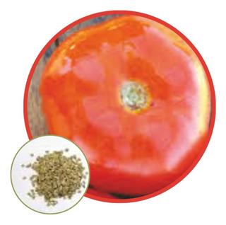 Sementes de Tomate Kaiçara 500mg