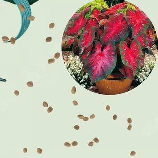 Sementes S37 Caladium Doce Carmim O Toque de Sofisticação que Seu Ambiente Cultivo Tempo