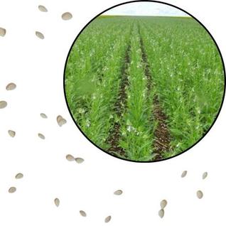 Sementes S85 Gergelim indiano para Plantar consumir Fazer Broto Cultivar Horta Clima Tempo