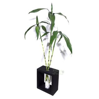 Vaso em Vidro Grande com Suporte de Madeira e Bambu da Sorte - Feng Shui