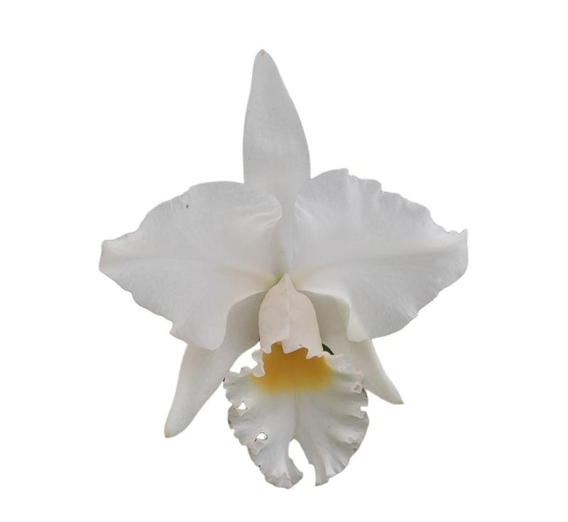 Orquídea Cattleya Branca - Adulta - ORQUIVITRO - Plantas Naturais