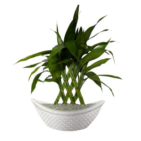 Imagem de 01 - Vaso de Plastico Branco Com Planta Bambu da Sorte com 12 Haste