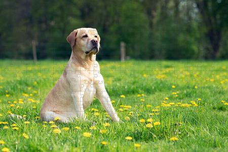 Imagem de 10 Quebra-Cabeça Cognitivo Idosos Gatos E Cachorros