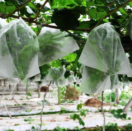 Imagem de 100 Sacos Em Tnt Para Proteção De Frutas No Pe 15 X 25cm