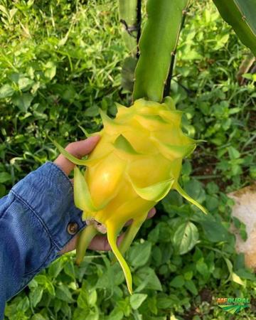 150 sementes de pitaya amarela + kit surpresa - Isla Sementes - Cuidados  com o Jardim - Magazine Luiza
