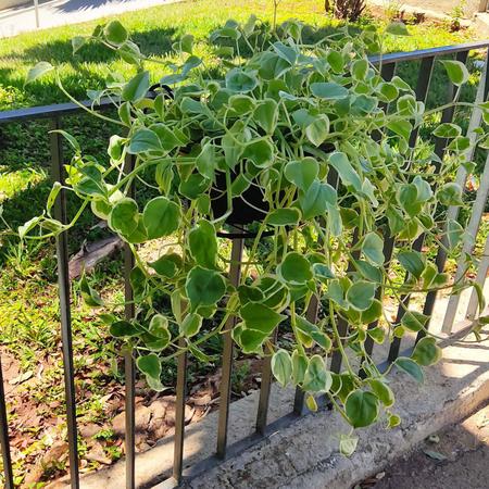 Imagem de 2 Suporte para Vasos De Plantas e Flores Suspenso de Ferro