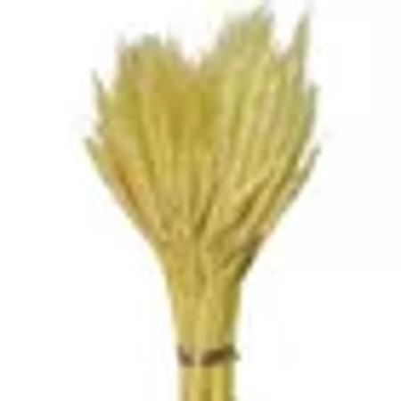 200 Trigo Seco Natural Alvejado Decoração Arranjos Mesa Café - LUFFA STORE Imagem de 200 Trigo Seco Natural Alvejado Decoração Arranjos Mesa Café