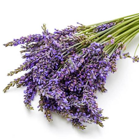 Imagem de 2X Sementes de Alfazema ou Lavanda FELTRIN