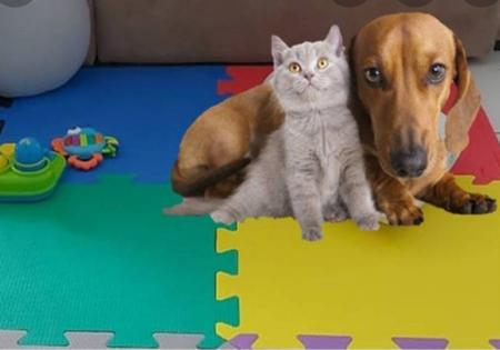 Imagem de 4 tapetes para cachorro e gatos (proteção e isolamento