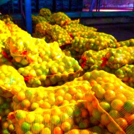 Imagem de 50 Sacos Rafia 38X77 Rede Amarela P/ 15kg Frutas Legumes