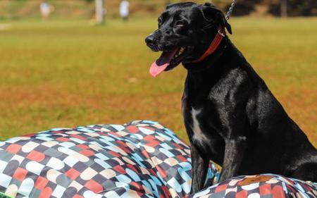 Imagem de Almofada para Cachorro Mabuu Pet - Abstrato Marrom - Tamanho P