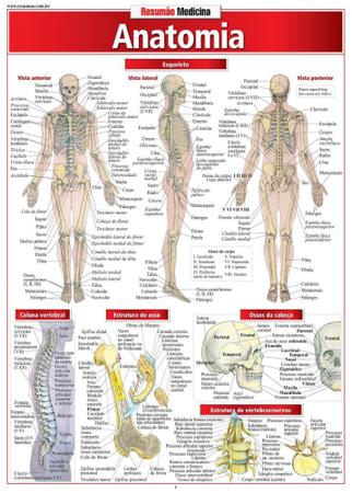 Imagem de Anatomia - Barros Fischer & Associados