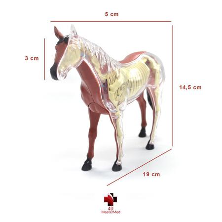 Imagem de Anatomia do Cavalo