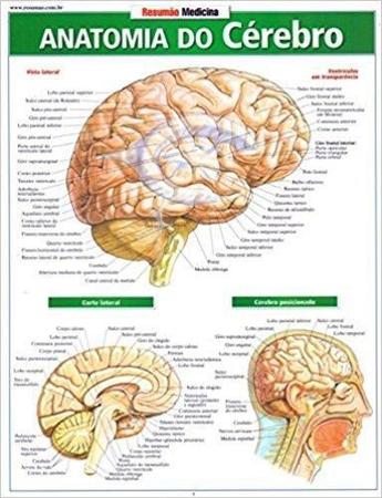 Imagem de Anatomia do cerebro - resumao - BARROS FISCHER