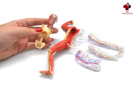 Imagem de Anatomia do Esqueleto e Músculos Humano