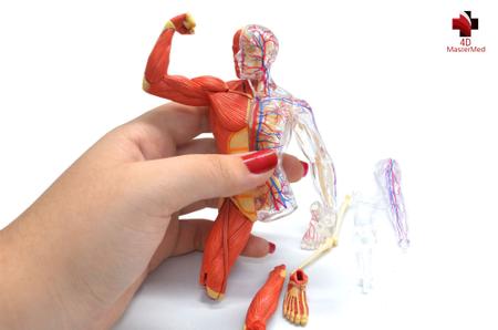 Imagem de Anatomia do Esqueleto e Músculos Humano