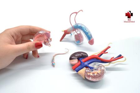 Imagem de Anatomia do Órgão Reprodutor e Urinário Masculino