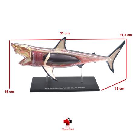 Imagem de Anatomia do Tubarão Branco