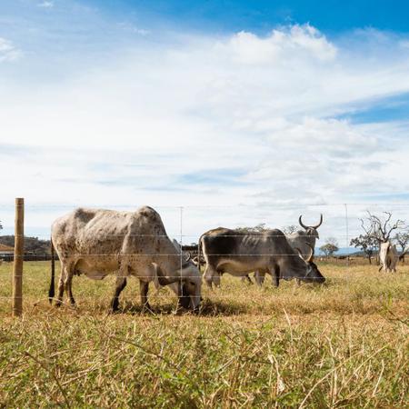 Imagem de Arame Farpado Belgo Rodeio 500M