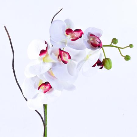 Imagem de Arranjo de Orquídea Branca Toque Real Classic