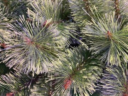 Árvore Pinheiro De Natal Luxo Verde Nevada 2,40m 704 Galhos - D' Presentes  - Árvore de Natal - Magazine Luiza