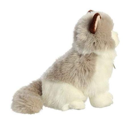 Aurora miyoni on sale cat