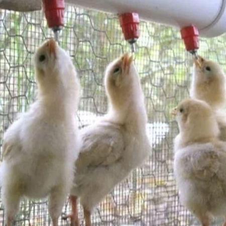 Imagem de Bebedouro automático para granja - aves - coelho 30 Pçs Tipo Riple