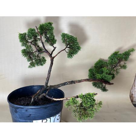 Imagem de Bonsai Shimpaku (juniperus chinensis) B173