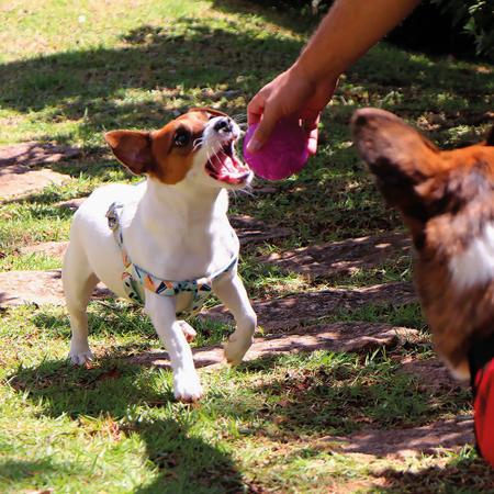 Imagem de Brinquedo Interativo Bolinha Emaranhada Anti Stress com Petisqueira para Ração Petisco  Mimo PP183 p/ Pet Cães Cachorro