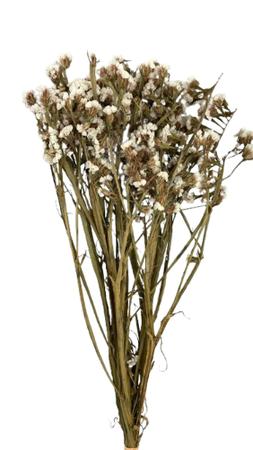 Buquê Estatice Branca Desidratada Arranjo Decoração - FLORA FULL Imagem de Buquê Estatice Branca Desidratada Arranjo Decoração