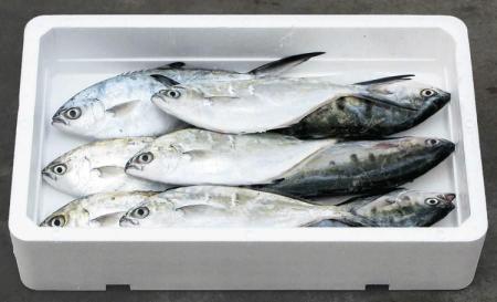 Imagem de Caixa Isopor Para Alimento Pescado 13Kg Isoterm (2Unds)