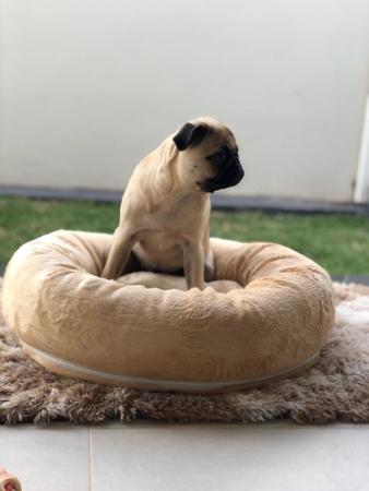 Imagem de Caminha Pet Redonda De Pelúcia Para Cachorros E Gatos Baunilha