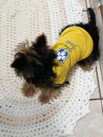 Imagem de Camisetas pet - times