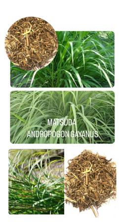 Imagem de Capim Andropogon Gayanus /Matsuda - 5kg de Sementes