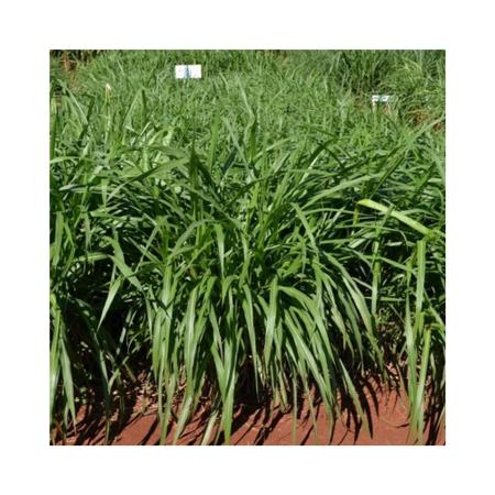 Imagem de Capim Mombaça Panicum Maximum 20kg Sementes Incrustadas