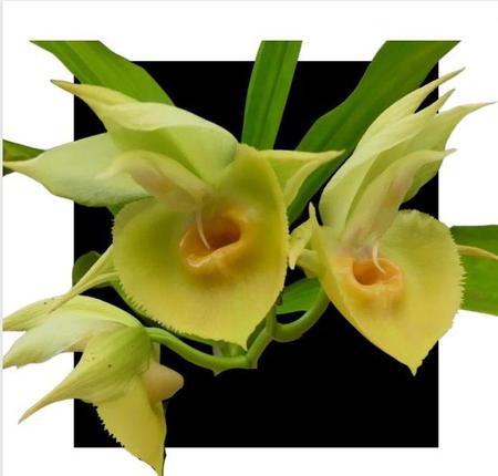 Imagem de Catasetum ( Osculatum X Penang )