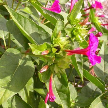 Imagem de Chá de Jalapa - Convolvulus Operculata - 100g