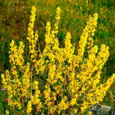 Imagem de Chá de Verbasco - Verbascum Thapsus - 50g