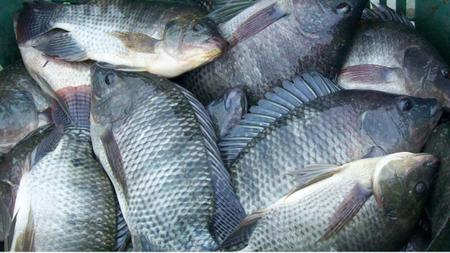 Chumbada Para Pesca Oliva 1kg - Escolha o Tamanho - Nacional