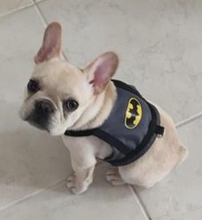 Imagem de Coleira Peitoral Pet para Cachorro  Batman Tam: P