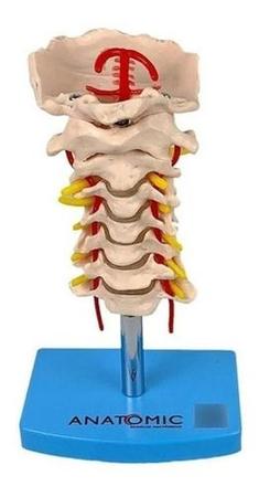 Imagem de Coluna Vertebral Cervical Anatômico Tamanho Real Com Base