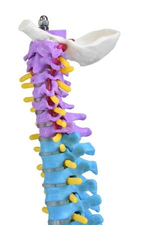 Imagem de Coluna Vertebral Colorida E Flexível De 40 Cm Com Base