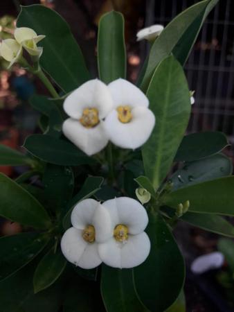 Imagem de coroa de cristo Euphorbia milii de flores pequenas